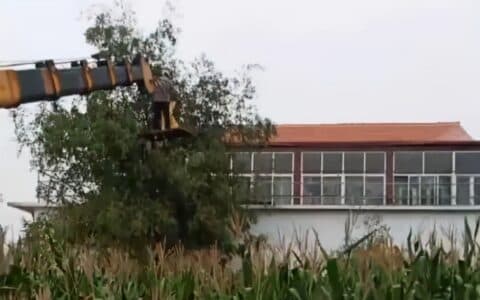 硬核！儿子开吊车将母亲举高摘枣！类似的还有