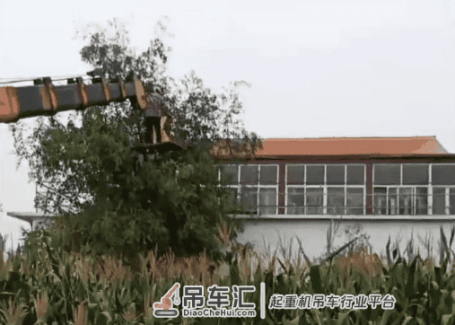 孝顺！山东一男子开吊车配合母亲摘枣：父母养我们不容易
