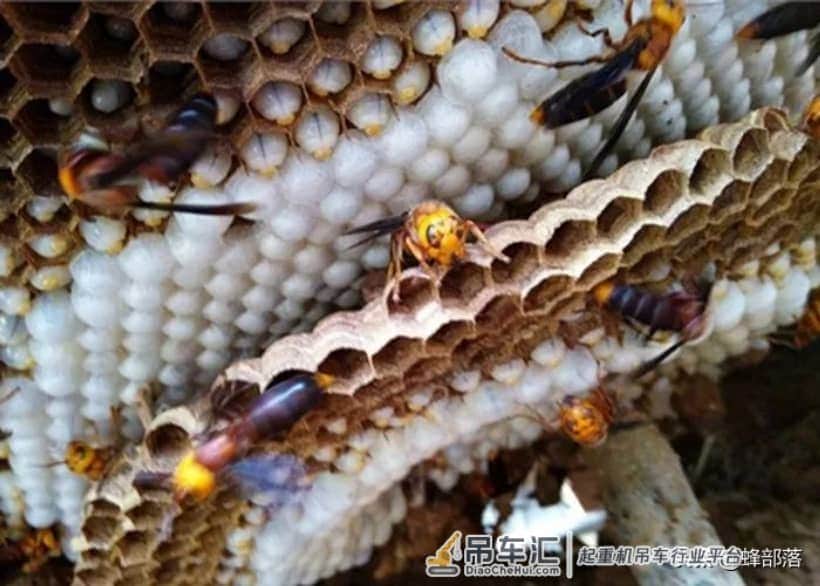 贵州发现吊车才能搬动的马蜂窝？假的！马蜂、蜜蜂、胡蜂，有区别