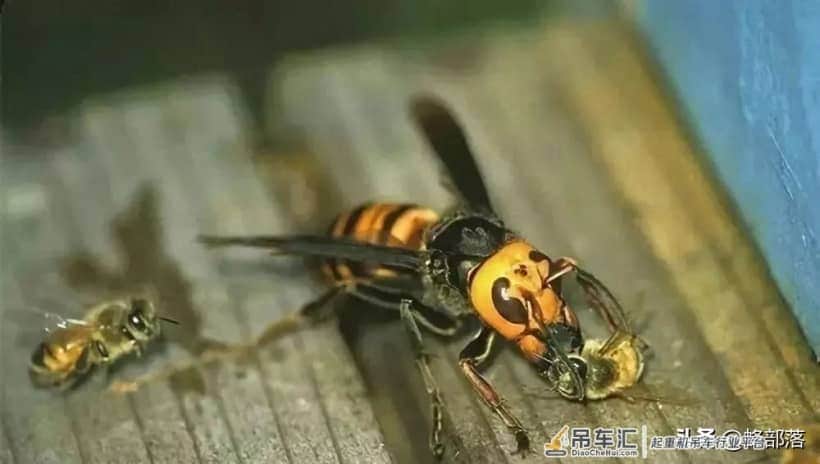 贵州发现吊车才能搬动的马蜂窝?假的!马蜂、蜜蜂、胡蜂,有区别
