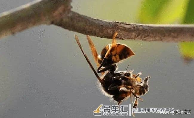 贵州发现吊车才能搬动的马蜂窝？假的！马蜂、蜜蜂、胡蜂，有区别