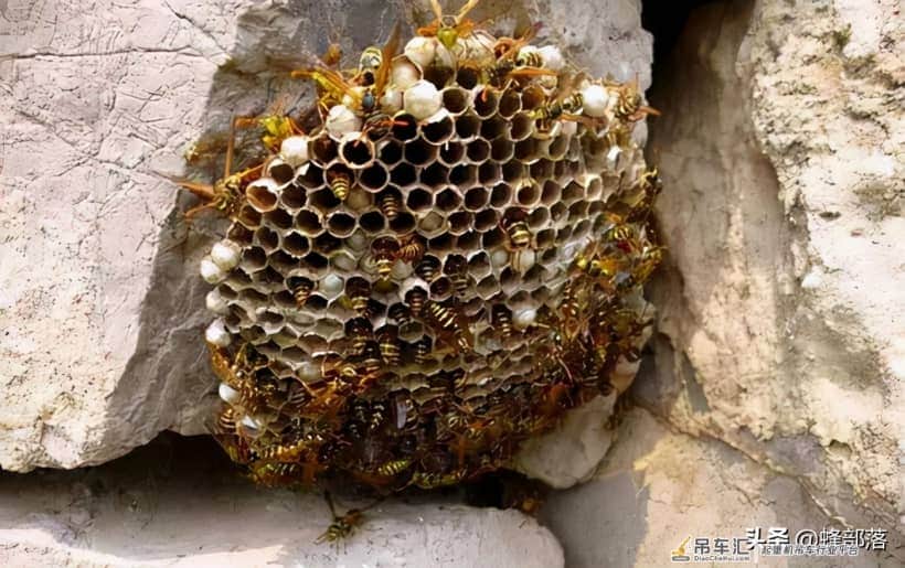 贵州发现吊车才能搬动的马蜂窝？假的！马蜂、蜜蜂、胡蜂，有区别