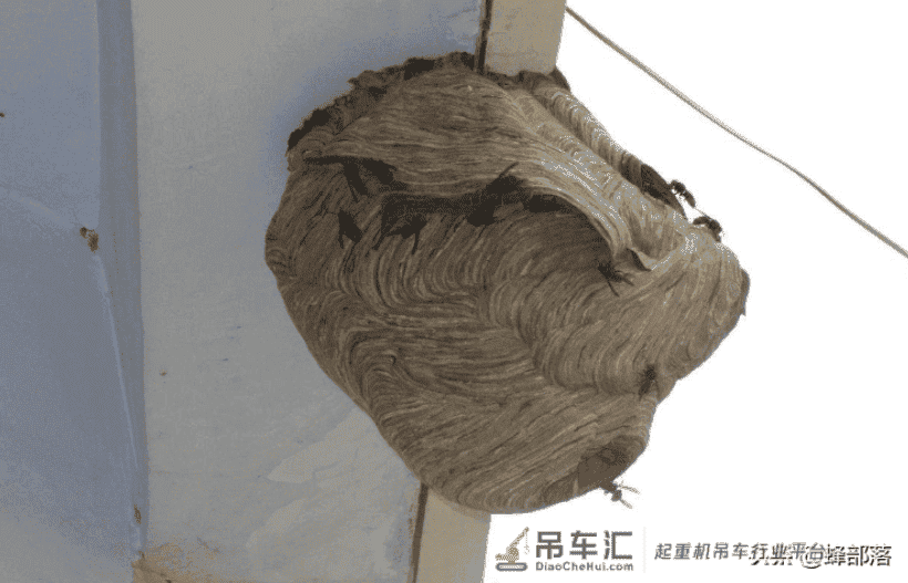 贵州发现吊车才能搬动的马蜂窝?假的!马蜂、蜜蜂、胡蜂,有区别