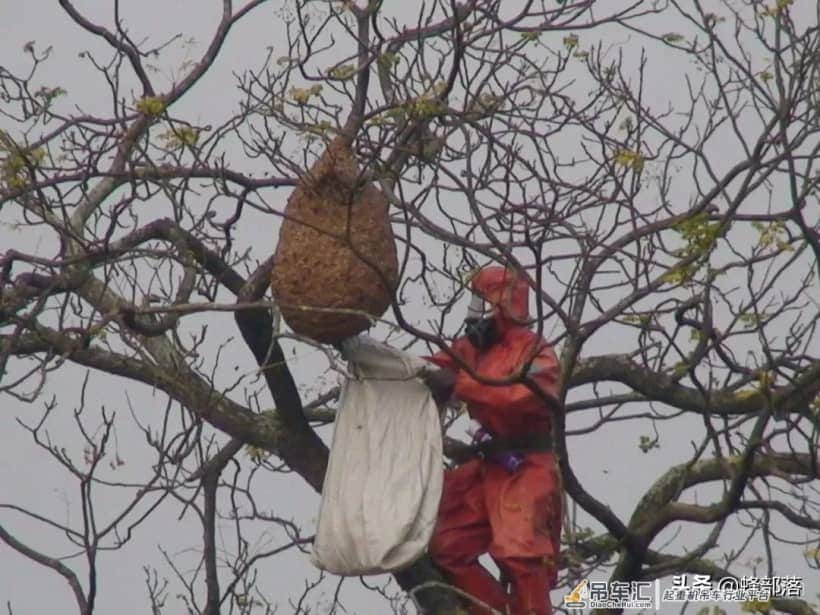 贵州发现吊车才能搬动的马蜂窝?假的!马蜂、蜜蜂、胡蜂,有区别