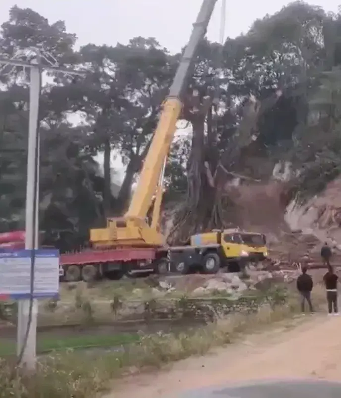 130吨的第一次吊树，老板骂骂咧咧地走了…