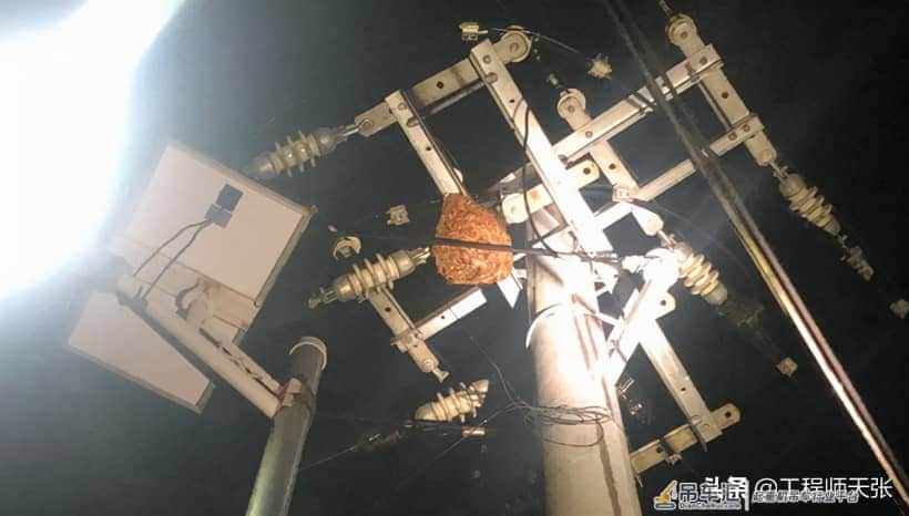 贵州出现巨型马蜂窝,吊车出马才能搬动!能破吉尼斯记录吗?