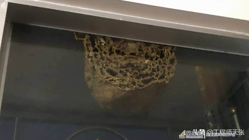 贵州出现巨型马蜂窝,吊车出马才能搬动!能破吉尼斯记录吗?