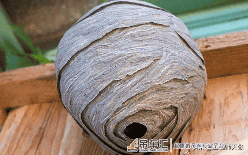 贵州出现巨型马蜂窝,吊车出马才能搬动!能破吉尼斯记录吗?