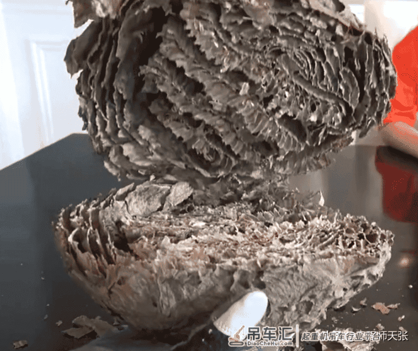贵州出现巨型马蜂窝,吊车出马才能搬动!能破吉尼斯记录吗?