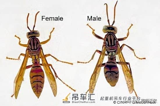 贵州出现巨型马蜂窝,吊车出马才能搬动!能破吉尼斯记录吗?