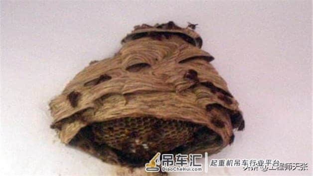 贵州出现巨型马蜂窝，吊车出马才能搬动！能破吉尼斯记录吗？