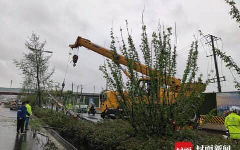 点赞！大树倒下阻塞交通 路过吊车师傅协助民警及时消除隐患