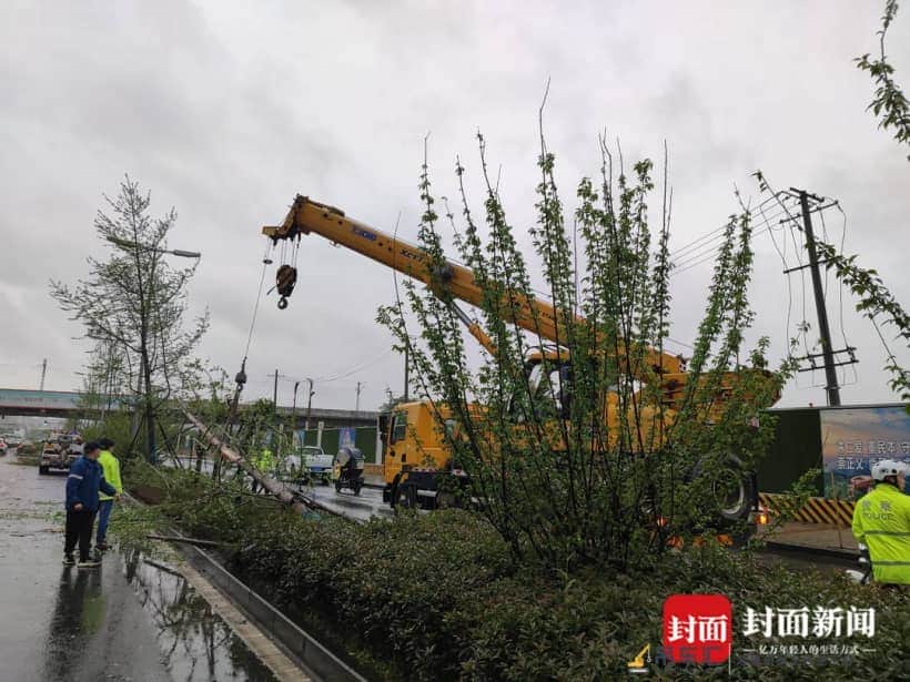 点赞！大树倒下阻塞交通 路过吊车师傅协助民警及时消除隐患