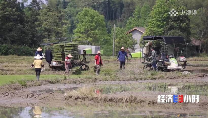 央视聚焦水稻种植“新花样”,中联重科水稻有序抛秧机受热捧