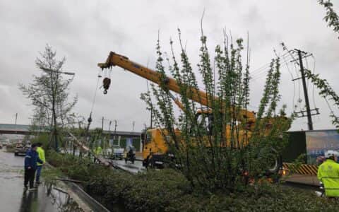 大风刮倒树木“拦路”热心吊车司机助交警排堵