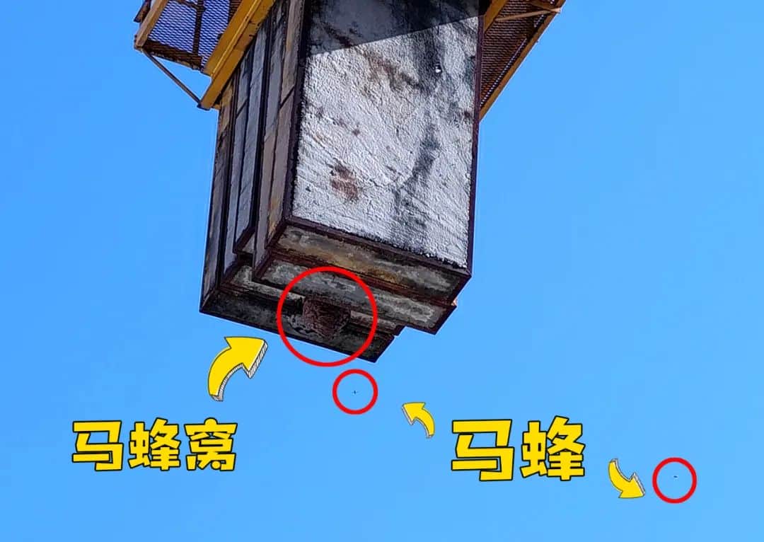 塔吊工被马蜂蜇伤失去意识,被困66米平台