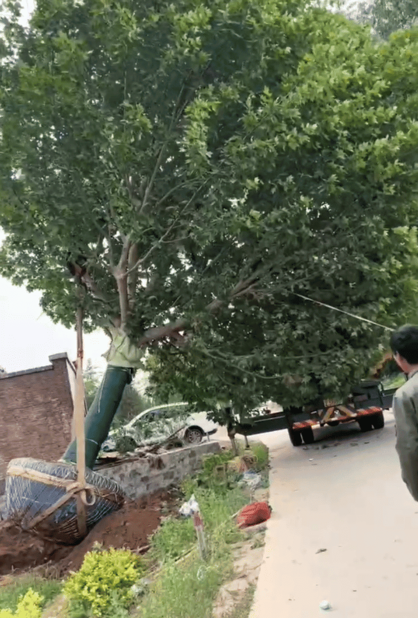 记录12吨吊车作死的一天:8米吊11吨大树!腿软